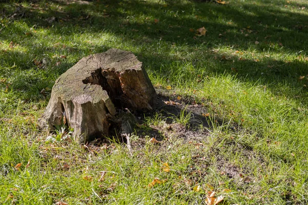 Old Tree Stump Forest Closeup Green Grass Stump — Stock Photo, Image