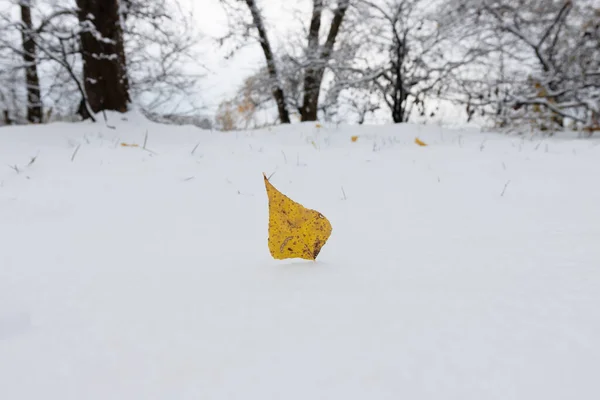 黄叶在雪地里 冬天的到来 季节变换的概念 — 图库照片