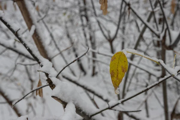 一片孤零零的黄叶 落在雪地的树枝上 冬天的到来在森林里 — 图库照片
