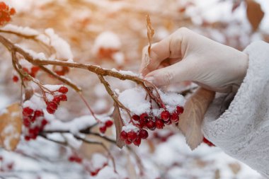 Bir kadının eli kışın bir avuç Red Rowan 'ı tutuyor. Rowan karla kaplı. Yeni yıl kartı konsepti.