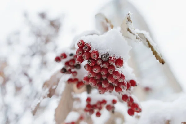 红色的山灰被森林里的雪覆盖着 被冰覆盖的山灰 — 图库照片
