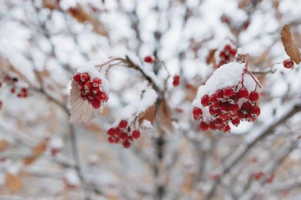 红色的山灰被森林里的雪覆盖着 被冰覆盖的山灰 — 图库照片