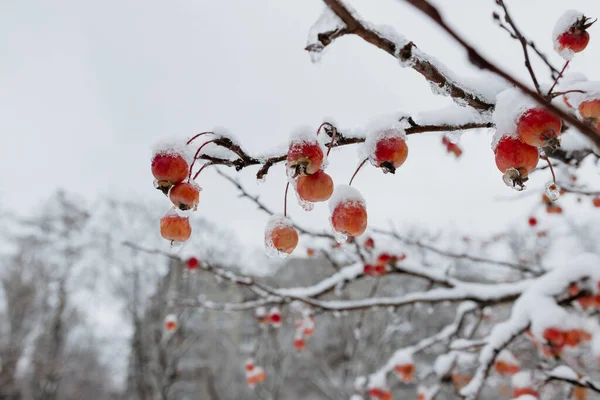 Maçãs Vermelhas Uma Árvore Neve Maçãs Congeladas Primeira Neve Jardim — Fotografia de Stock