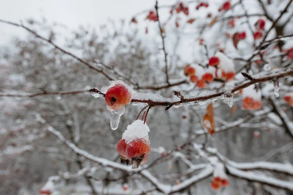 Maçãs Vermelhas Uma Árvore Neve Maçãs Congeladas Primeira Neve Jardim — Fotografia de Stock