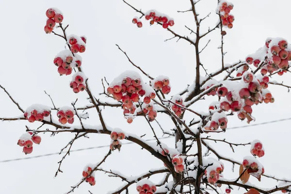 雪地里树上的红苹果 冰冻的苹果 花园里的第一场雪 大雪过后 花园里长满了白雪的红苹果和树枝 — 图库照片