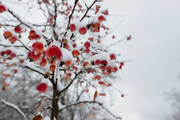 雪の中の木に赤いリンゴ 冷凍リンゴ 庭で最初の雪 降雪後の庭の雪に覆われた赤いリンゴと木の枝 — ストック写真