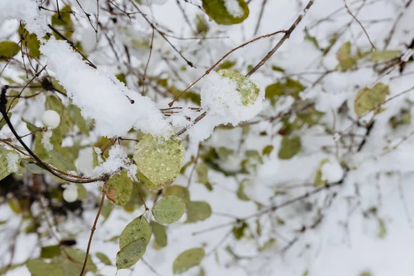 Folhas Verdes São Cobertas Neve Primeira Neve Floresta Bagas Brancas — Fotografia de Stock