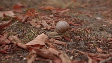 Sonbahar yüzü boyunca sürünen bir salyangozun yakın çekimi