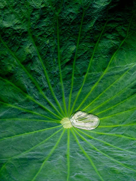 Lotus leaf with water drop. Raindrop on lotus leaf. Water droplets on Lotus leaf.