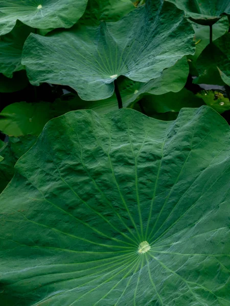Lotus leaf of Sacred lotus,  Lotus stamen or East indian lotus. Green leaf background in vertical shot.