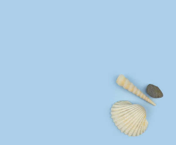 Фотография Коллекции Seashell Светло Голубом Фоне Раковины Расположенные Нижней Части — стоковое фото