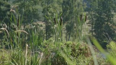Cattail (Typha latifolia) Bulrush olarak da bilinir. Gölün kenarında bulrush bitkileri var. Gölün kıyısında büyüyen kadife kuyruklu sazlıklar. Yaz güneşli bir gün. Çiçekli kamışlarla gölün kenarında.. 