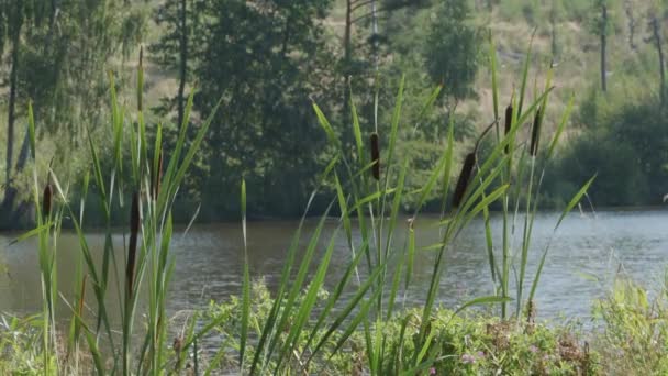池の岸で成長する猫の飼育 夏の晴れた日には ブルラッシュとして知られている湖 ティプファラフォリア カタチル 川でリードと背の高い草 ストック動画