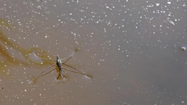 Zblízka Jeden Vodní Bruslař Vodní Hladině Hmyz Gerris Lacustris Skok — Stock video