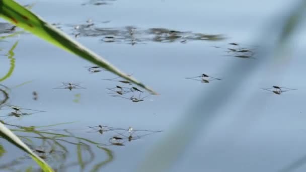Insectos Gerris Lacustris Saltar Sobre Superficie Del Agua Primer Plano — Vídeo de stock