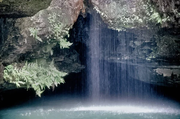 Helechos Nativos Crecen Roca Entrada Manantial Roaring River State Park — Foto de Stock