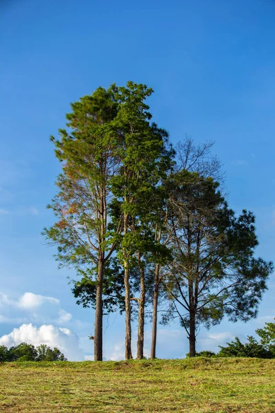 Árvores Prados Com Sol Fundo Céu Azul Sol Brilhou Através — Fotografia de Stock