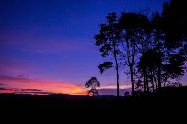 Gün batımı ve bulutlu arka planda çayırlardaki ağaç siluetleri. Güneş gün batımından önce masmavi gökyüzü olan bir çayırdaki ağaçta parlıyor.