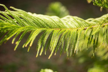 Yakın plan Norfolk Adası çamı (Araucaria heterophylla) yeşil yapraklar ve mavi gökyüzü arka planı.