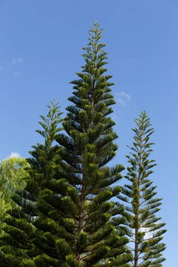 Yakın plan Norfolk Adası çamı (Araucaria heterophylla) yeşil yapraklar ve mavi gökyüzü arka planı.