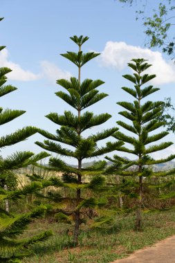 Yakın plan Norfolk Adası çamı (Araucaria heterophylla) yeşil yapraklar ve mavi gökyüzü arka planı.