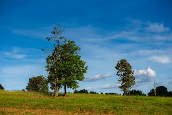 Árvores Prados Com Sol Fundo Céu Azul Sol Brilhou Através — Fotografia de Stock