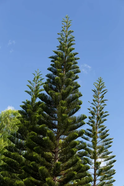 Close Norfolk Island Pine Araucaria Heterophylla Hojas Verdes Fondo Azul —  Fotos de Stock
