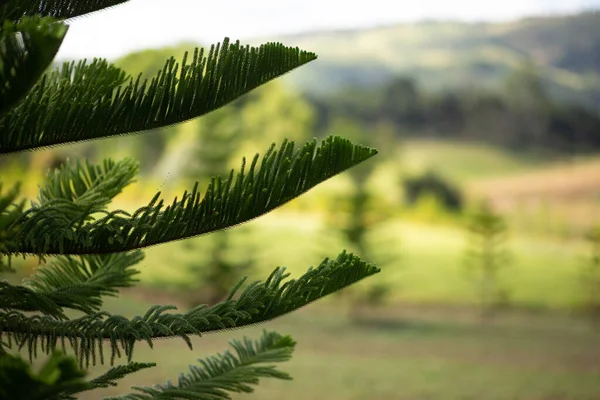 Close Norfolk Island Pine Araucaria Heterophylla Folhas Verdes Fundo Azul — Fotografia de Stock