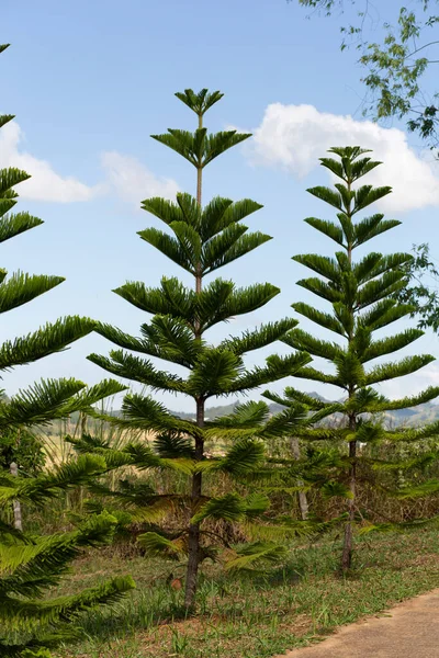 Close Norfolk Island Pine Araucaria Heterophylla Folhas Verdes Fundo Azul — Fotografia de Stock