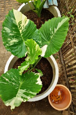 Alocasia Gageana albo Varyasyonlu ağaç tencerede