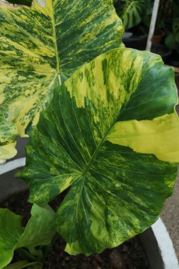 Alocasia Gageana albo Varyasyonlu ağaç tencerede