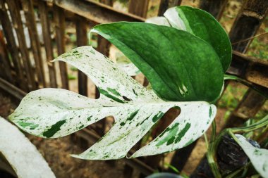 Herricane Bitkisi 'nin yeşil çalısı ya da Epipremnum pinnatum