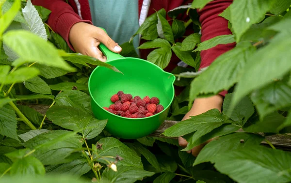 Anak Itu Memetik Raspberry Matang Segar Dari Semak Semak Taman — Stok Foto