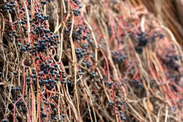 Des Grappes Raisins Rouges Sauvages Parmi Les Vignes Sèches Tissant — Photo
