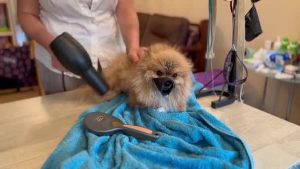 Woman Dries Small Wet Dog Muzzle Hair Dryer Bathing Animal — Stockvideo