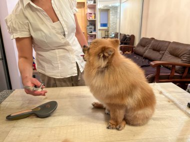 Groomer zoopsychologist gets acquainted with a small cute dog before grooming. Groomer with scissors trims a dog. High quality photo