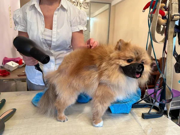 A woman dries a small wet dog in a muzzle with a hair dryer after bathing. Animal care, animal care and pet care. Aggressive dog in the grooming salon. High quality photo