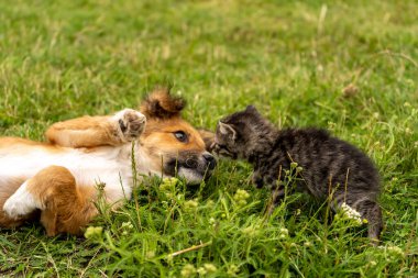 Puppy and kitten playfully look at each other while lying on green grass. High quality photo