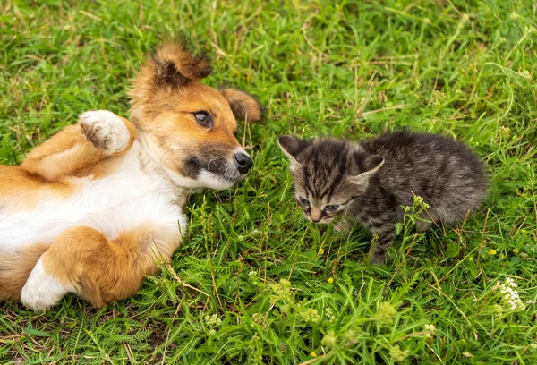 Puppy and kitten playfully look at each other while lying on green grass. High quality photo
