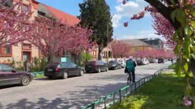 Ukrayna, Mukachevo- 21 Nisan 2023: Kiraz çiçekleri sırasında Mukachevo sokakları. Yüksek kalite 4k görüntü