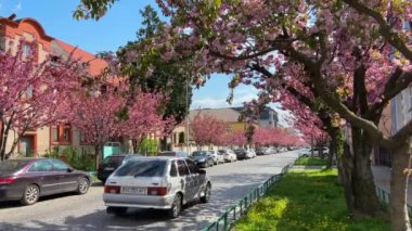 Ukrayna, Mukachevo- 21 Nisan 2023: Kiraz çiçekleri sırasında Mukachevo sokakları. Yüksek kalite 4k görüntü
