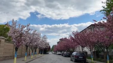 Mukachevo 'nun güzel, hareketli bahar caddelerinin kiraz çiçekleri sırasındaki görüntüsü. Yüksek kalite 4k görüntü