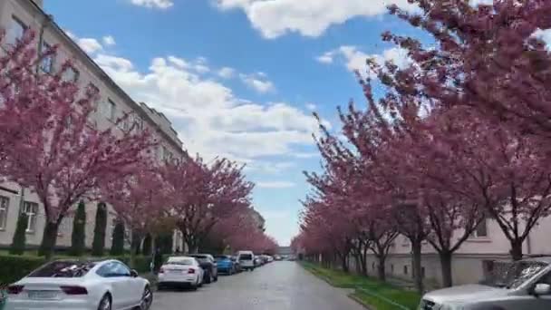 Beelden Van Een Prachtig Bewegend Voorjaar Straatjes Van Mukachevo Tijdens — Stockvideo