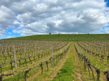 Güneşli bir bahar gününde sıralanmış üzüm bağları olan güzel bir manzara. Kırsal bahar üzüm bağı manzarası. Yüksek kalite fotoğraf
