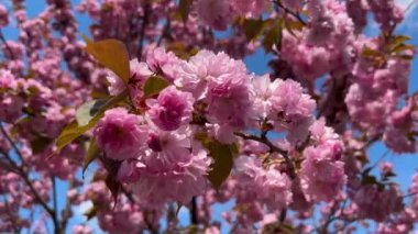 Kiraz çiçekleri ve taç yaprakları rüzgarda savruluyor. Baharda yakın planda güzel bir sakura. Yüksek kalite 4k görüntü