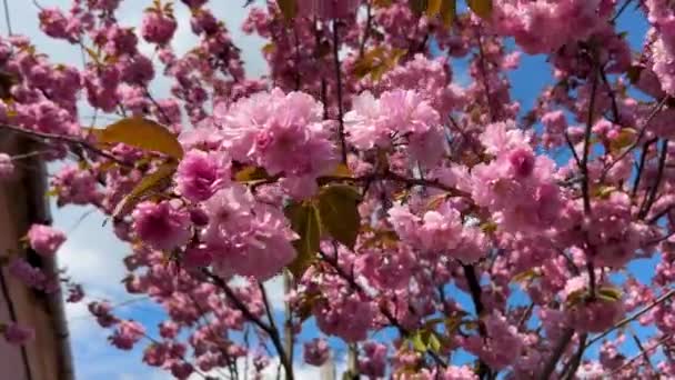 Zbliżenie Drzewa Sakura Płatki Kwiaty Sakura Macha Wietrze Wysokiej Jakości — Wideo stockowe