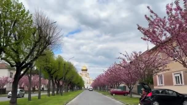 Україна Мукачево Квітня 2023 Кадри Прекрасної Весняної Дороги Квітами Вишневого — стокове відео