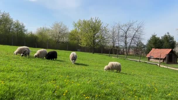Stado Owiec Pasących Się Zielonej Łące Wysokiej Jakości Materiał — Wideo stockowe