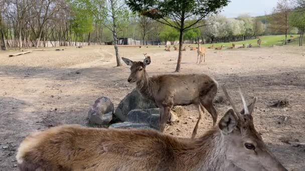 许多漂亮的棕鹿和小鹿在散步 成群的动物在农场秋天的草地上吃草 高质量的4K镜头 — 图库视频影像