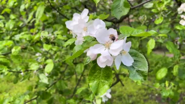 Macieiras Florescem Primavera Uma Abelha Está Sentada Uma Flor Coletando — Vídeo de Stock